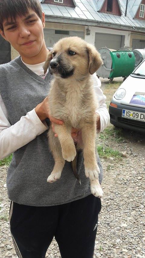 RAJAH, chiot femelle, née en avril 2016 (Pascani)-adoptée par Anna (57) 13578811