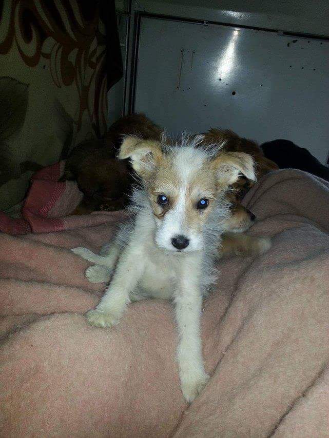 BOB (ex SAWYER) chiot mâle né en mars 2016- (Pascani)- REMEMBER ME LAND-adopté par Nathalie (dpt44) 13590212