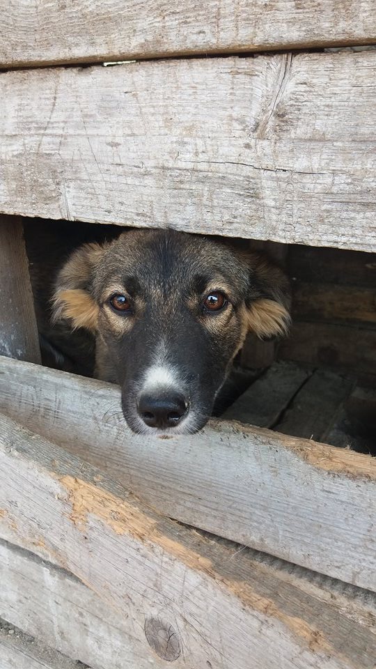 LUNE, chiot femelle née en février 2016 (Pascani)- adoptée par Isabelle (Belgique) 13672010