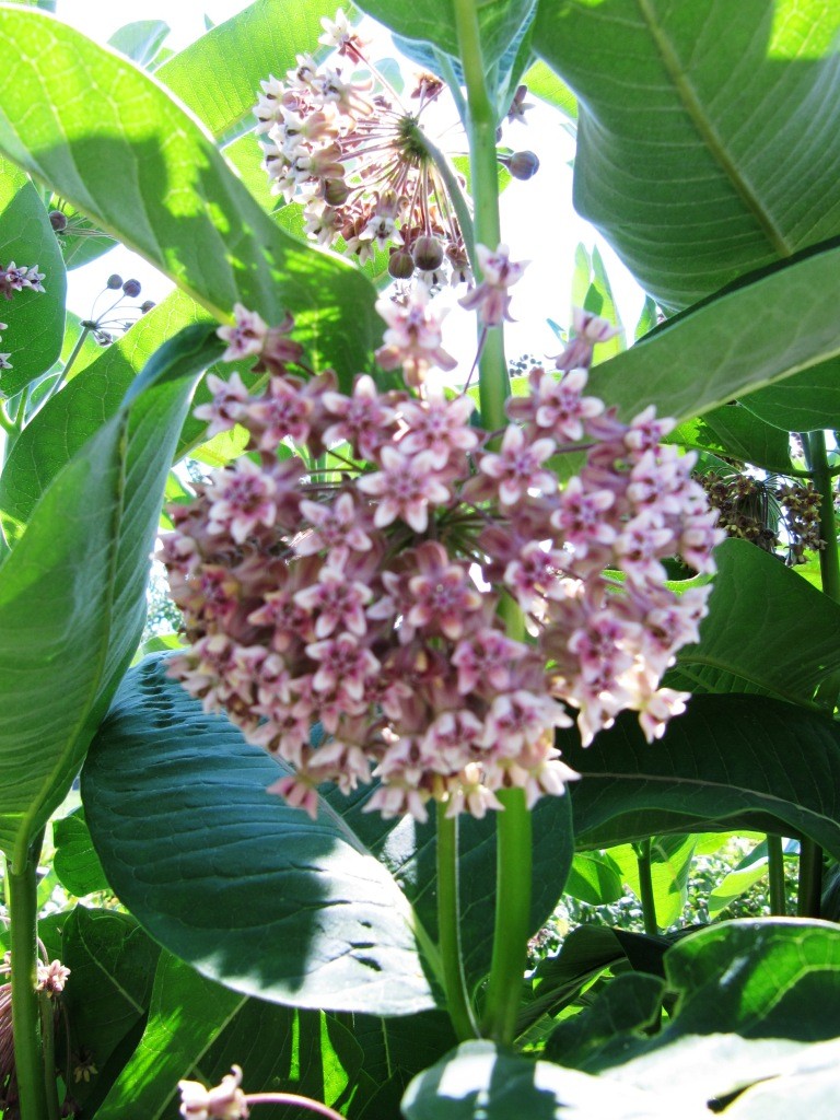 fleurs du moment dans et autour du bassin 00212