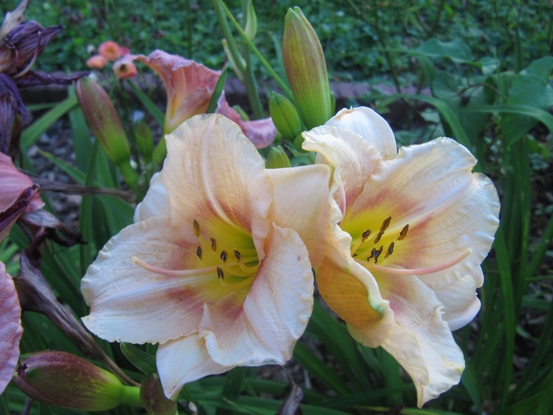 Gloriosa ou lis de Malabar Img_5115