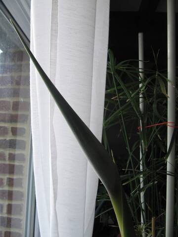 Je Suis Strelitzia Oiseau De Paradis