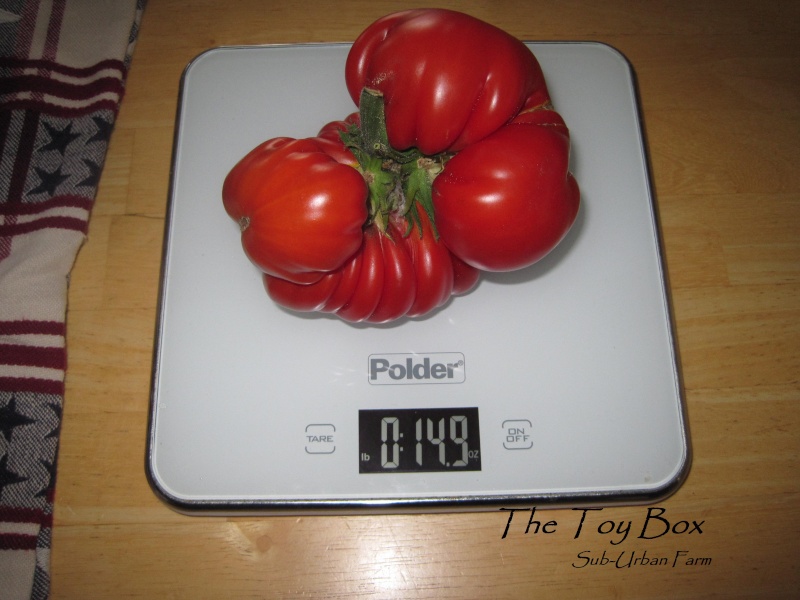 PNW Tomato Tuesday 2013 - Page 4 Mid_ju13