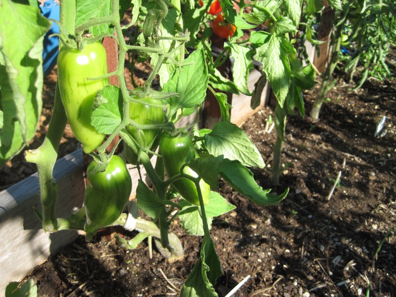 PNW Tomato Tuesday 2013 - Page 3 Tomato17