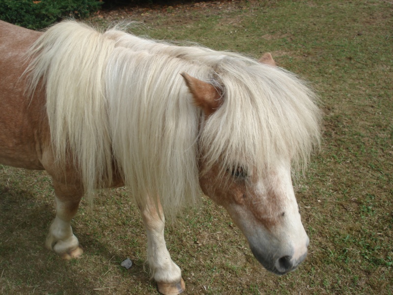 Albert, mini-poney entier 15 ans chez Auréliecoos [BELGIQUE] Dsc00110