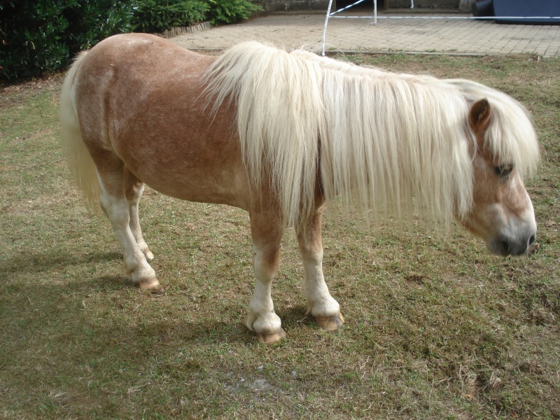 Albert, mini-poney entier 15 ans chez Auréliecoos [BELGIQUE] Dsc00111