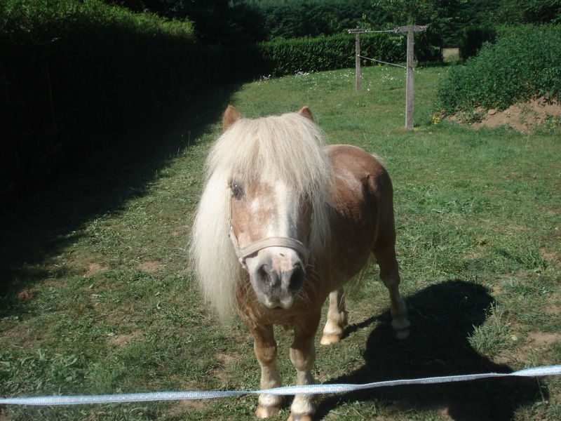 Albert, mini-poney entier 15 ans chez Auréliecoos [BELGIQUE] Dsc00422