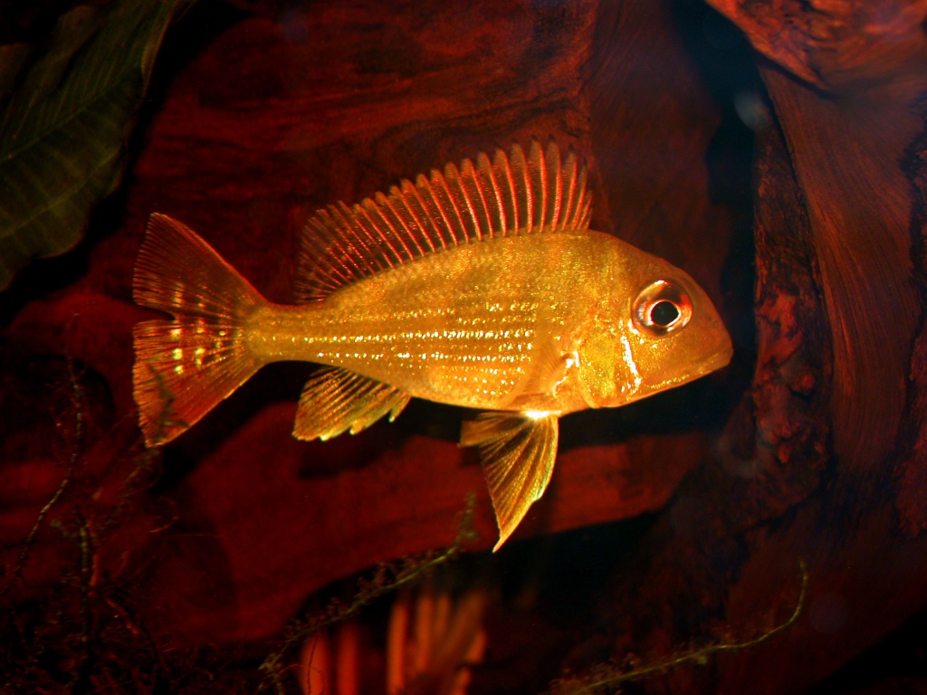 Geophagus sp Rio Negro Geo0210