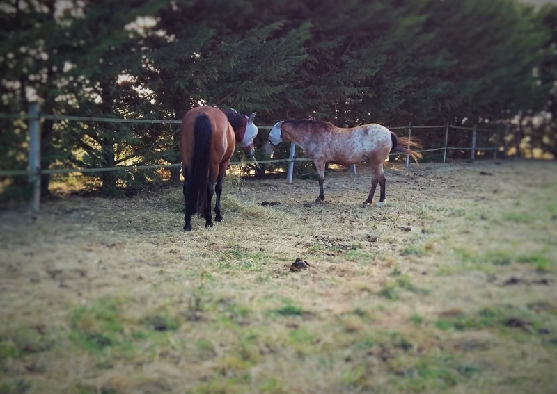 INDIANA - OI type poney née en 1994 - adoptée en juillet 2016 par Adeline 20160810