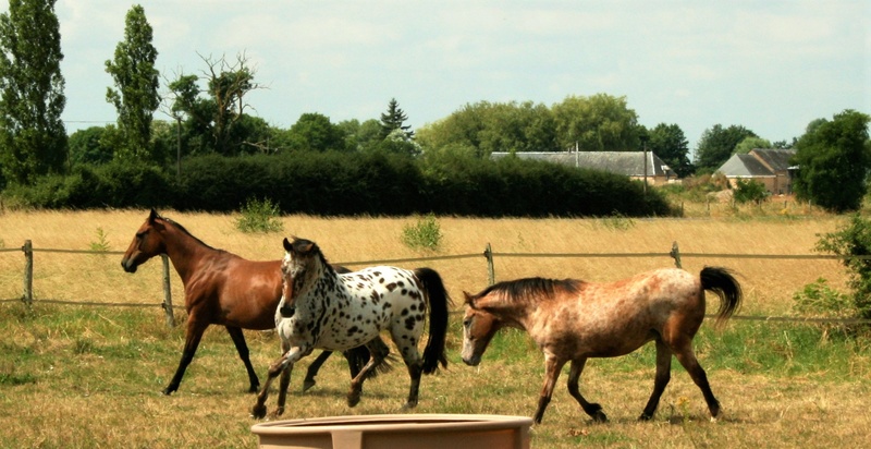 INDIANA - OI type poney née en 1994 - adoptée en juillet 2016 par Adeline Img_0910