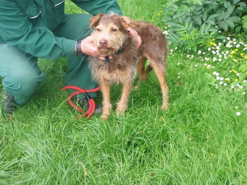 box p5  Moka griffon chocolat male 9 ans  de Béthune (62) - asso avec ou sans toit 13406710