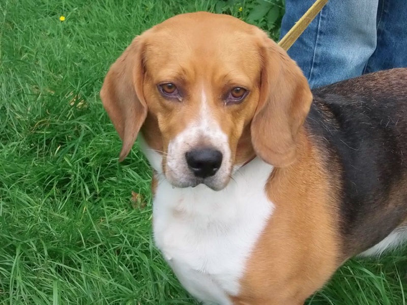 ELIOTT (Heliot) beagle male 4 ans de Béthune (62) - association beagles du nord 13501710