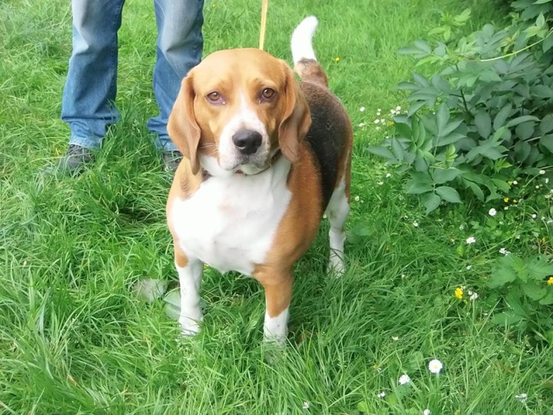 ELIOTT (Heliot) beagle male 4 ans de Béthune (62) - association beagles du nord 13533112