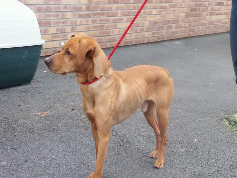 box p25  Ringo croisé ratier sharpei fauve male 4 ans  de Béthune - La Tribu de Sapeur (14)  13570210