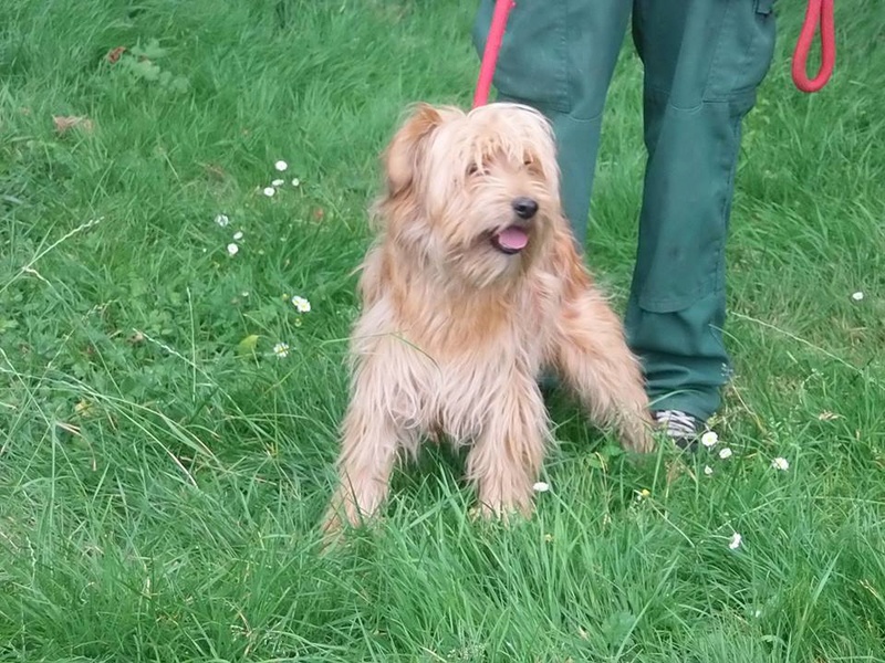 box 11  Nicky x griffon labrit sable male 1 an -  refuge de Béthune (62) 13664710