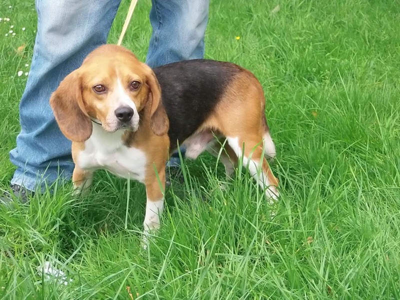 box p7  Basco(nom donne par bénévole) beagle male 7 ans -  refuge de Béthune (62) 13689510