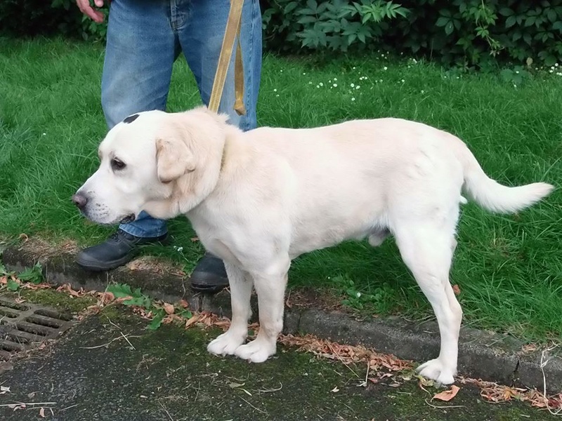 Simba labrador male blanc tache noire sur la tête 7 1/2 ans de Béthune -  Refuge de Jouvence à Messigny (21)  13695710