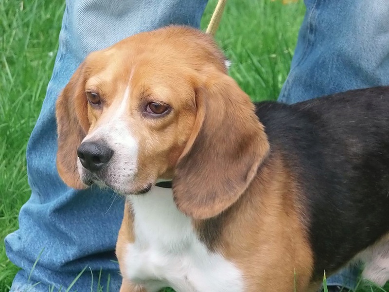 box p7  Basco(nom donne par bénévole) beagle male 7 ans -  refuge de Béthune (62) 13734610