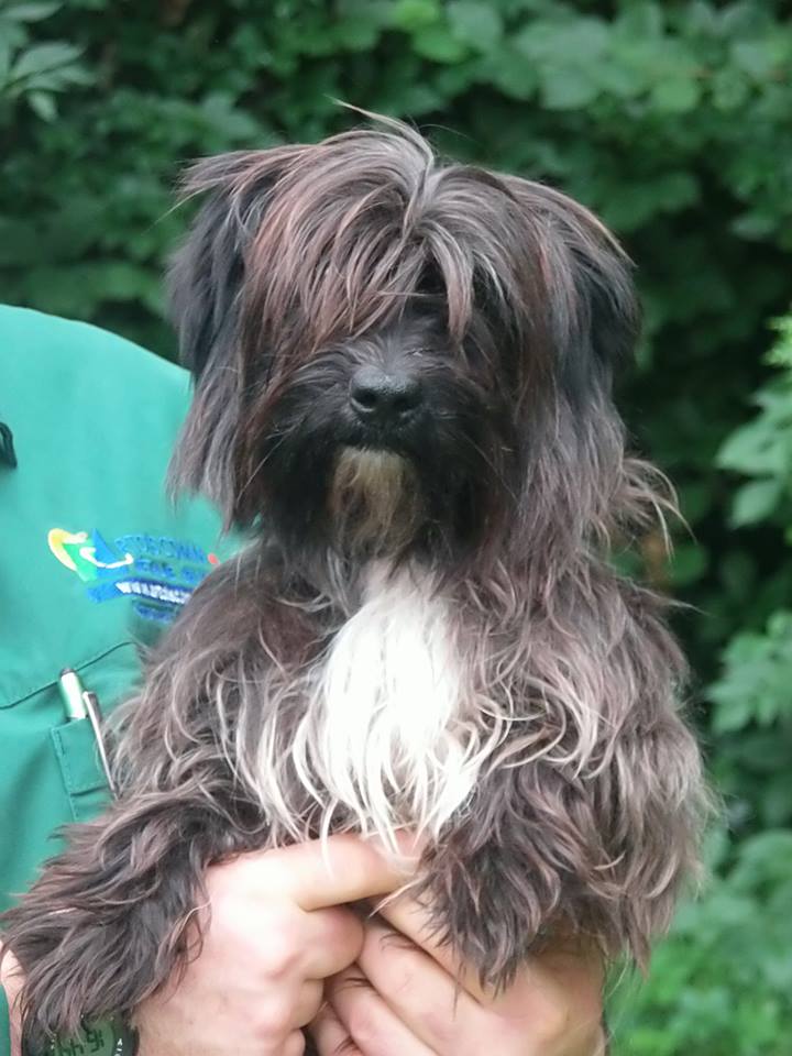  Roméo griffon noir (lhassa apso ? terrier tibétain ?) male 2 ans  de Béthune - asso Espérance  13866911