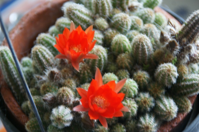 fleurs de cactus et  Aizoaceae au fil des saisons (I)  - Page 35 Dsc03114