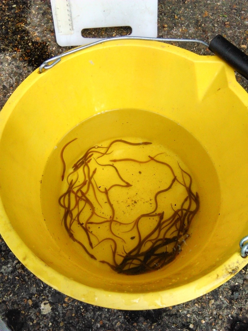 Eel Trap Results 2016 Img_2011
