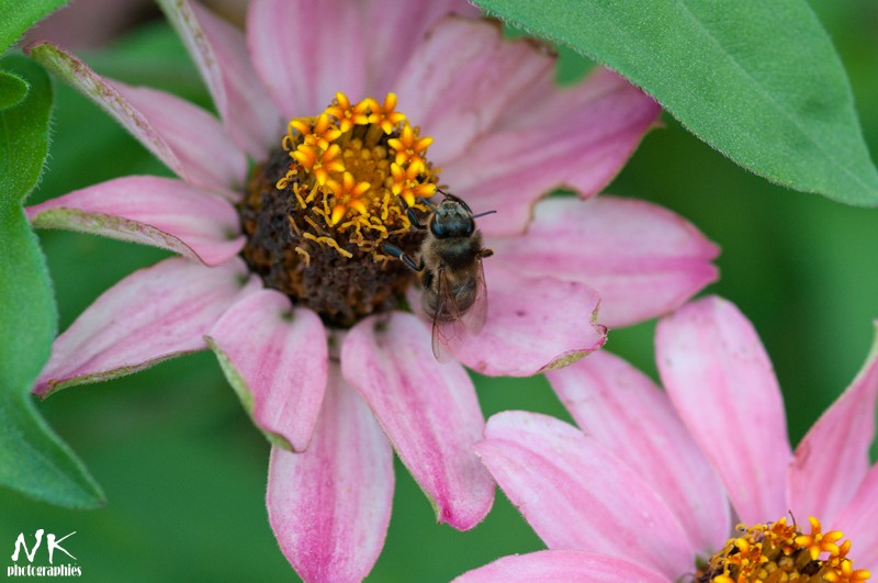 La fleur de cet aprem  24082013