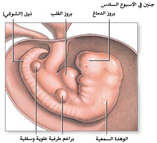الاسبوع السادس من الحمل : تطور الجنين Embryo11