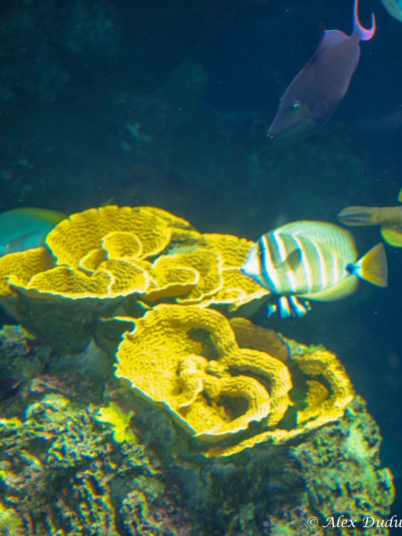 A l'aquarium de  Monaco!! P8233010
