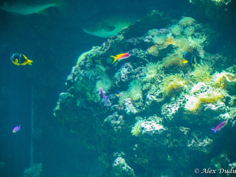A l'aquarium de  Monaco!! P8233110