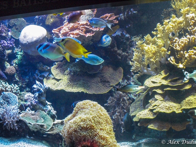 A l'aquarium de  Monaco!! P8233212