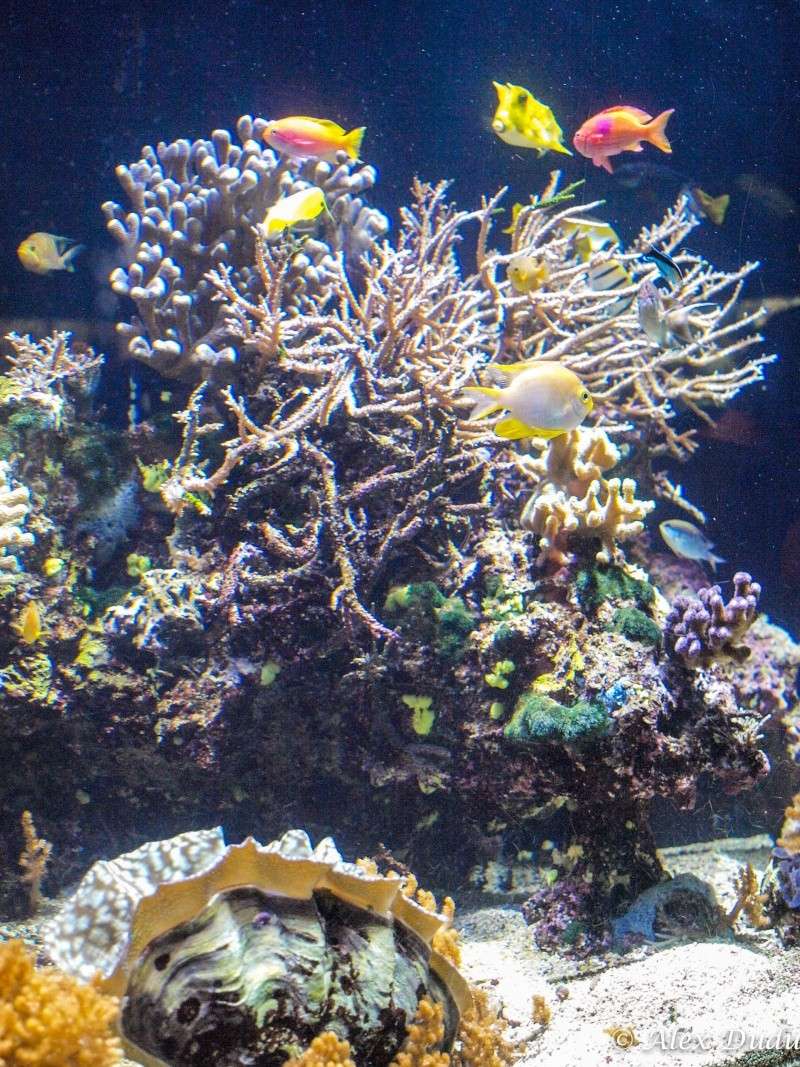 A l'aquarium de  Monaco!! P8233216