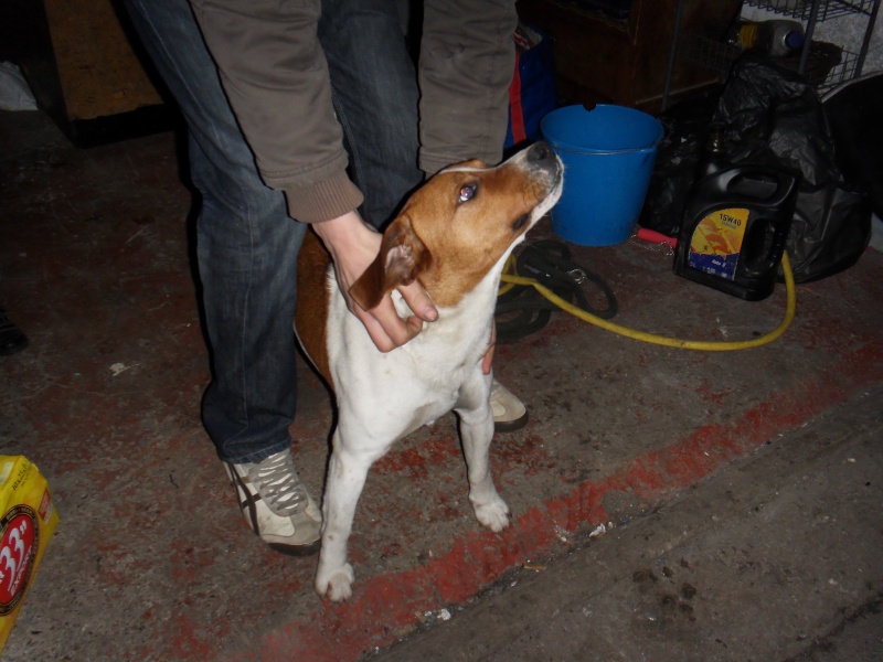 MILOU, croisé beagle/ratier mâle, 1 an 1/2 (14) Sdc12410