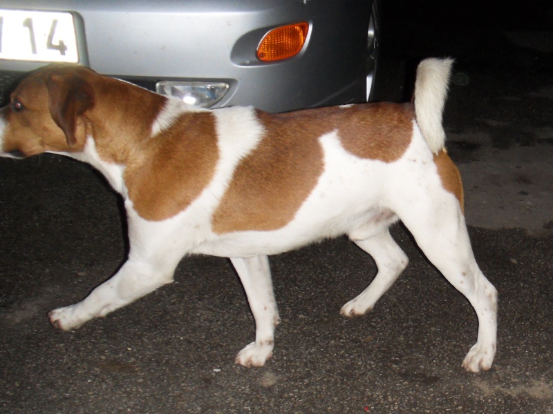 MILOU, croisé beagle/ratier mâle, 1 an 1/2 (14) Sdc12411