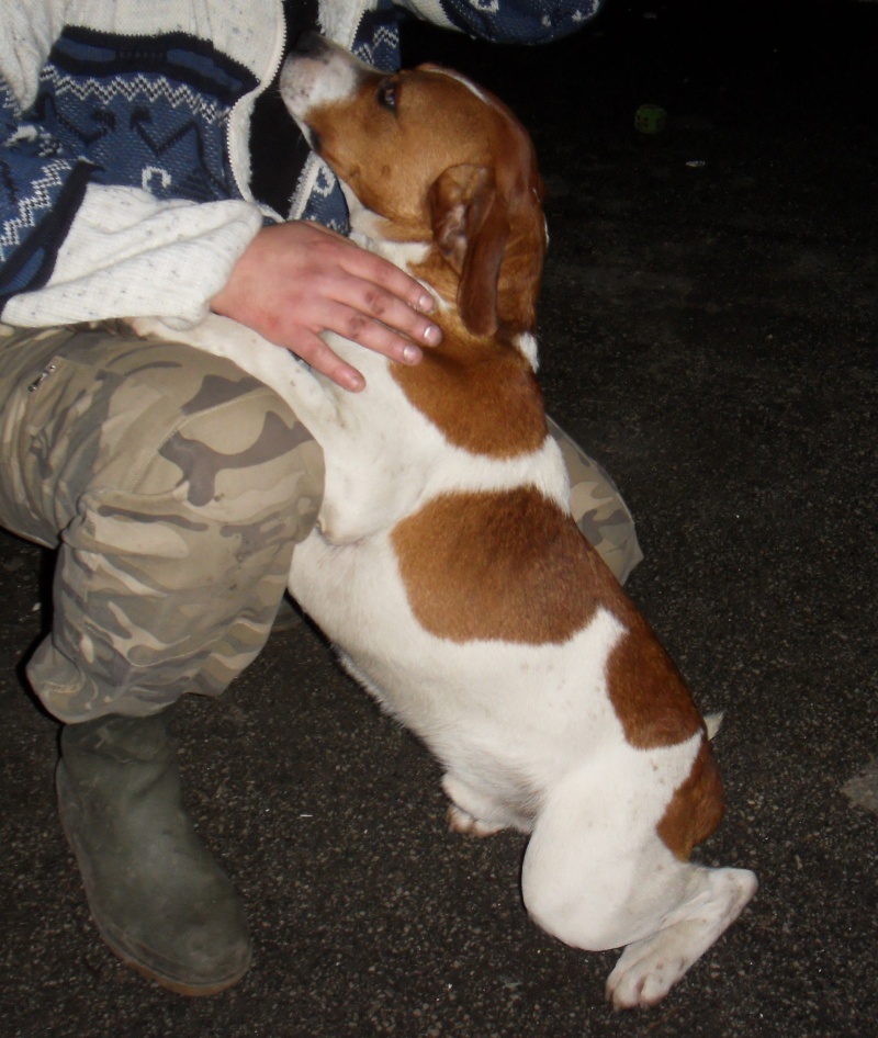 MILOU, croisé beagle/ratier mâle, 1 an 1/2 (14) Sdc12412