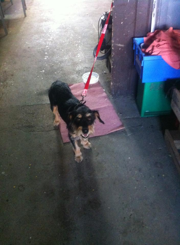 Trouvé chien attaché a un poteau secteur Conflans 54800 10758210