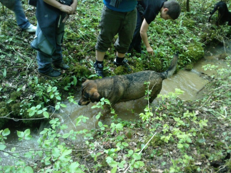 Brenda croisée beauceron berger trés joueuse 53144110