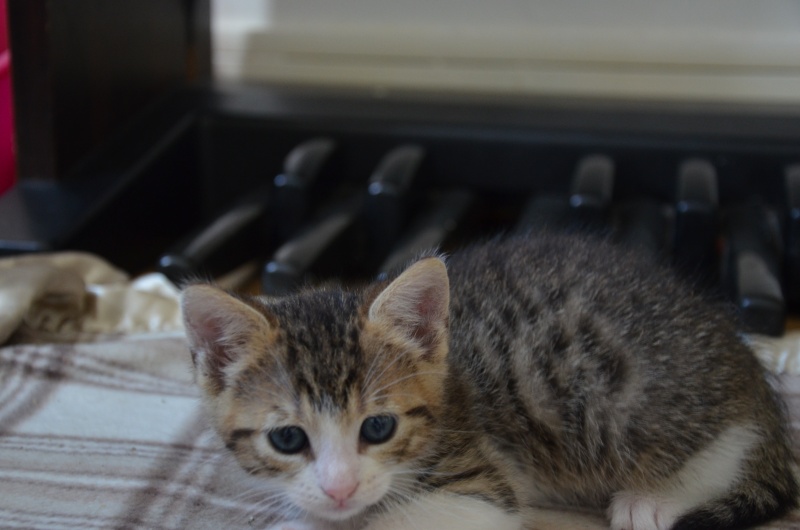 Lariam, chaton né le 13 mai 2016 Dsc_8514