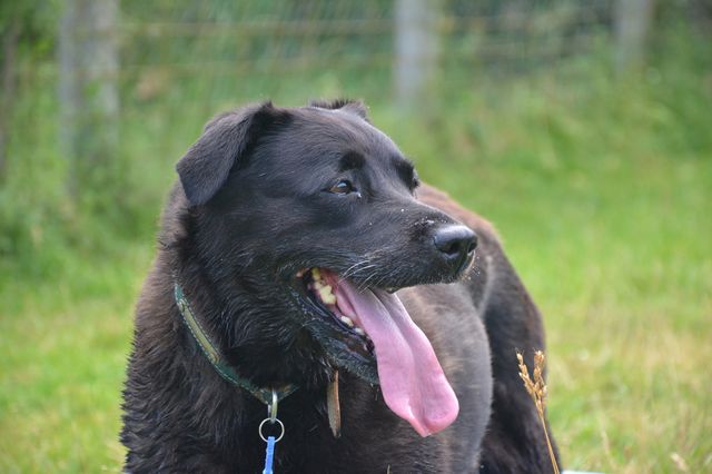 BAGUERA (Labrador noire) Baguer14