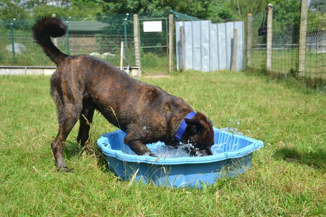 TEX (boxer X berger allemand) Tex_610