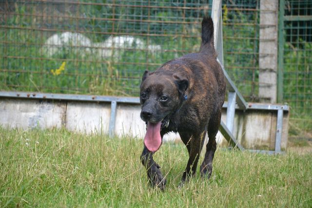 TEX (boxer X berger allemand) Tex_810