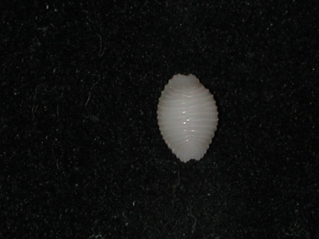 Dolichupis paucilirata (G. B. Sowerby II, 1870) Dolich10