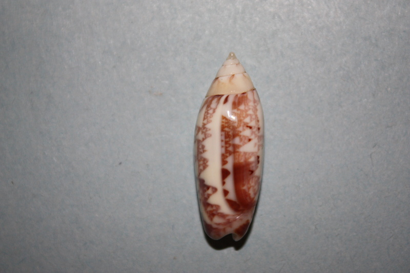 Olividae - Olivinae : Multiplicoliva multiplicata labuanensis (Marrat, 1871) - Worms = Oliva multiplicata labuanensis Marrat, 1871 Img_6523