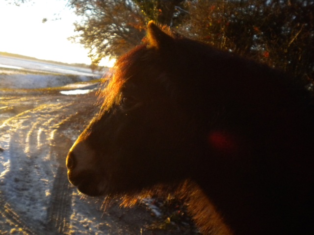 poneys des neiges!! Dscn2711