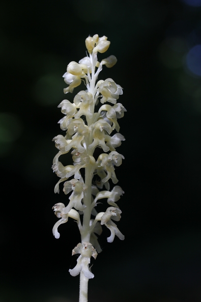 Avis de recherche : orchidées albinos Img_0711