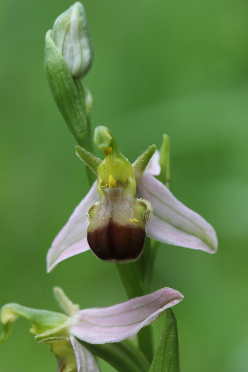 Ophrys? Img_9910