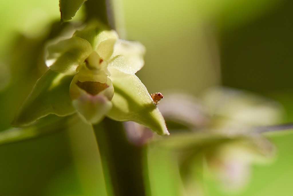 Epipactis purpurata du bois de Charmes (88), Août 2016 01513