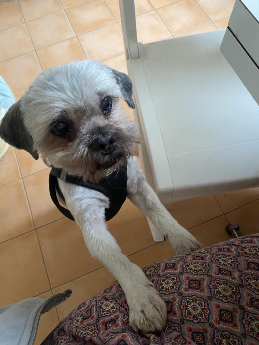 EDGAR, Lhassa Apso de 13 ans 37152311