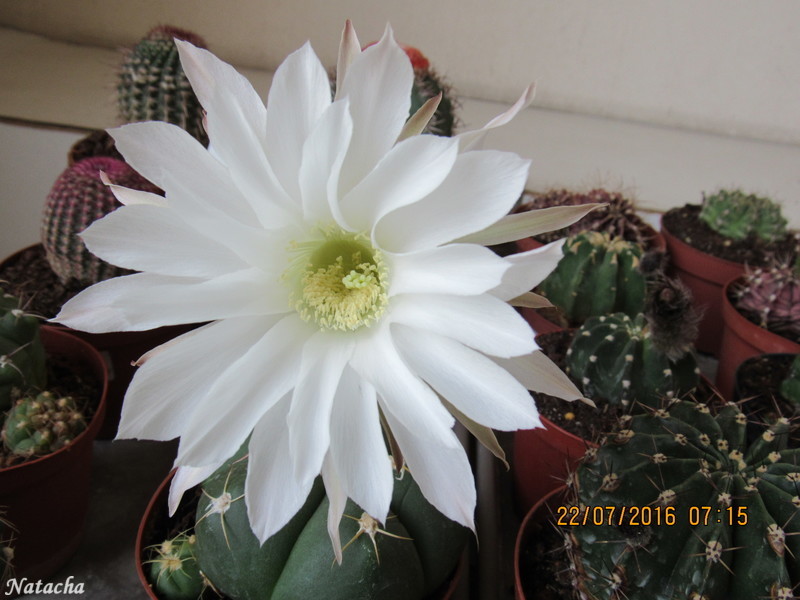 echinopsis subdnudata Img_0811