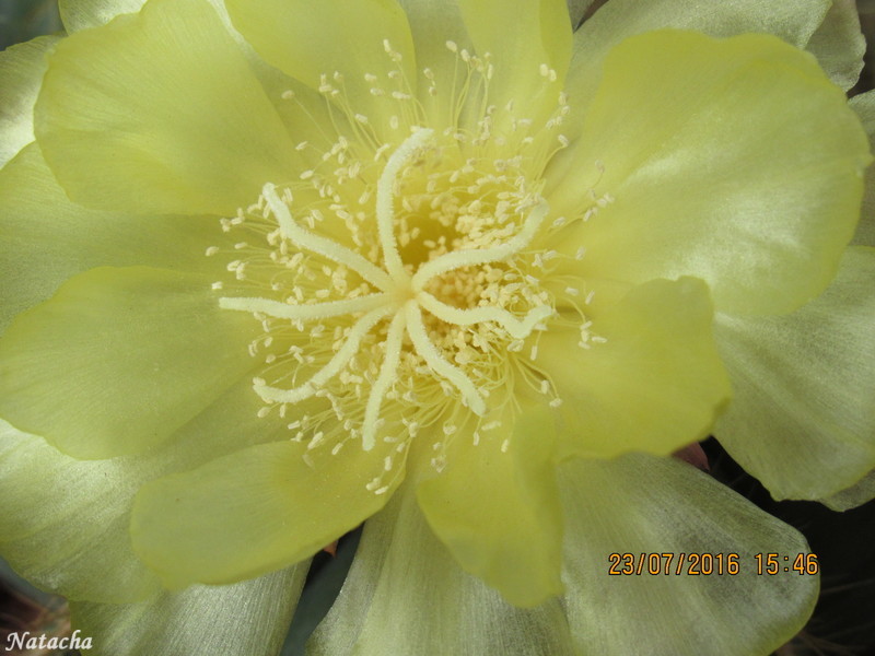 notocactus magnificus Img_0814