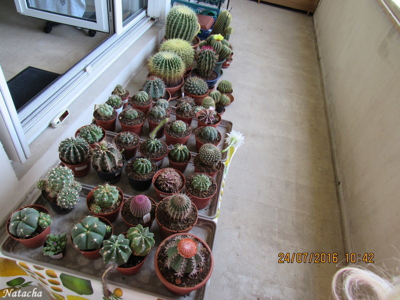  ma petite bande de cactus  Img_0910